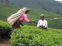 Шри-Ланка - Чайная плантация