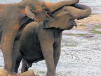 - - Elephants in love