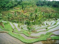 Индонезия - Рисовые поля