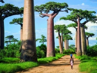 Мадагаскар - Баобабы