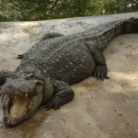 Новый парк крокодилов в Индии