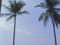 Meritus Pelangi Beach Resort - 